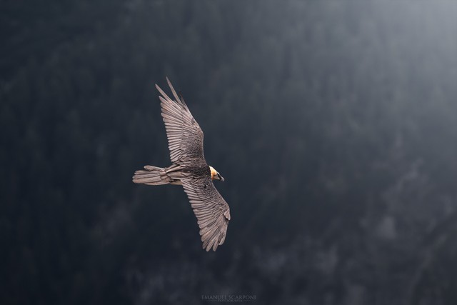 DSC_1438-1.jpg