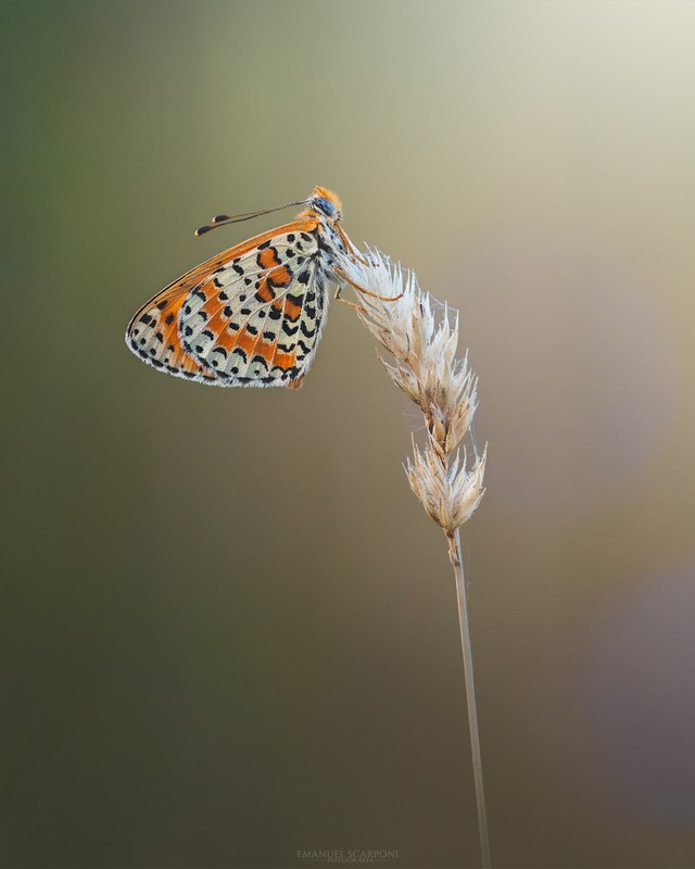 DSC_0978-1.jpg