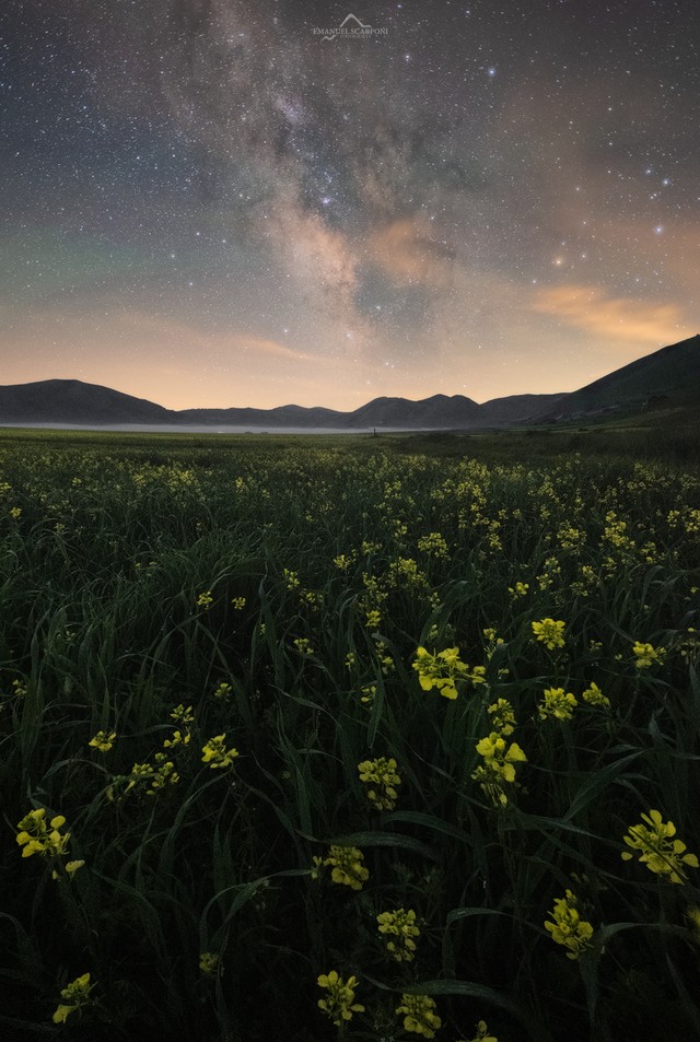 Castelluccio Milky fiori gialli.jpg